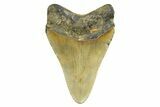 Fossil Megalodon Tooth - North Carolina #298842-1